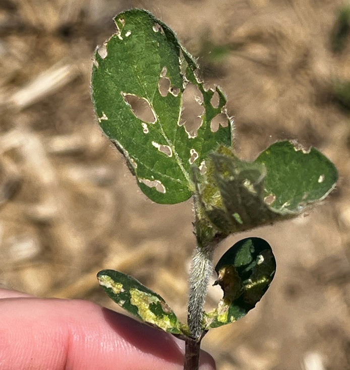 Holes on a soybean leaf caused by slug feeding.